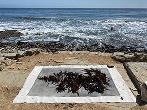 Kelp dries on a canvas laid on a rocky strip of beach with waves crashing on shore and the ocean stretching out to to the horizon.